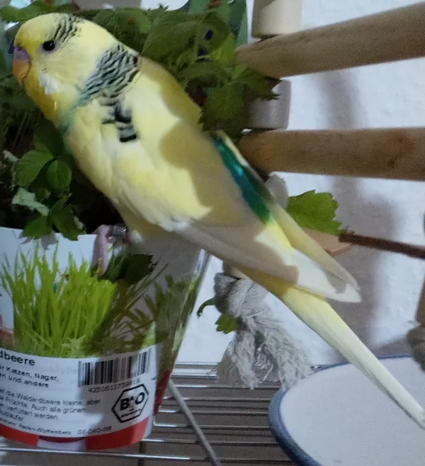 Wellensittich-Bild: da guckt er genau wie Clint Eastwood immer geguckt hat ;)