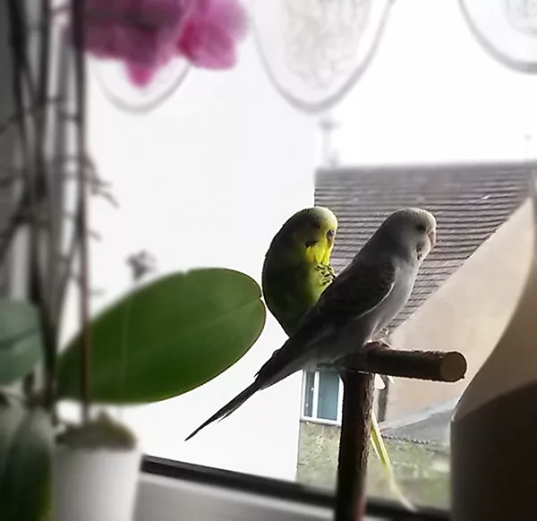 Wellensittich-Bild: Skipper und Priscilla genießen den Blick nach draußen!