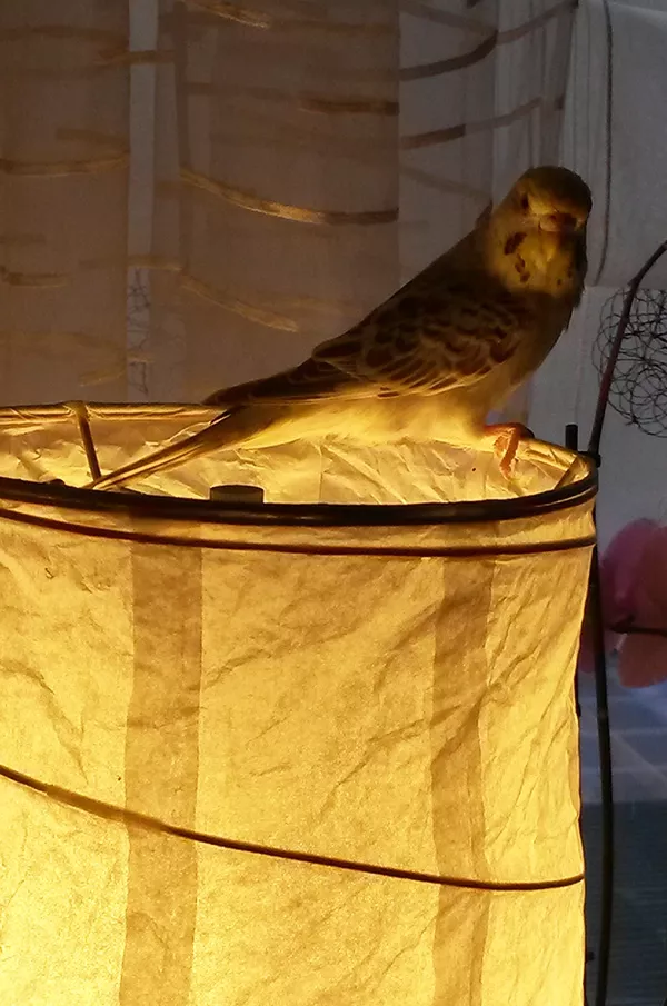 Wellensittich-Bild: Priscilla sucht nach der Erleuchtung oder hat diese schon gefunden!