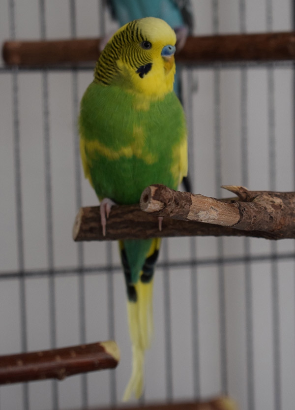 Skipper
