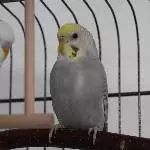 Priscilla