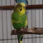 Skipper