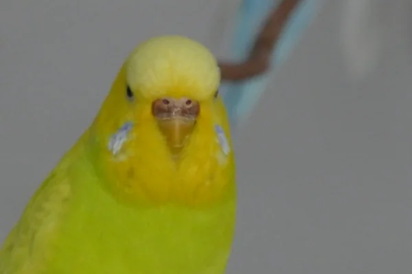 Wellensittich-Bild: Ihr direkter Blick, ich könnte dahin schmelzen