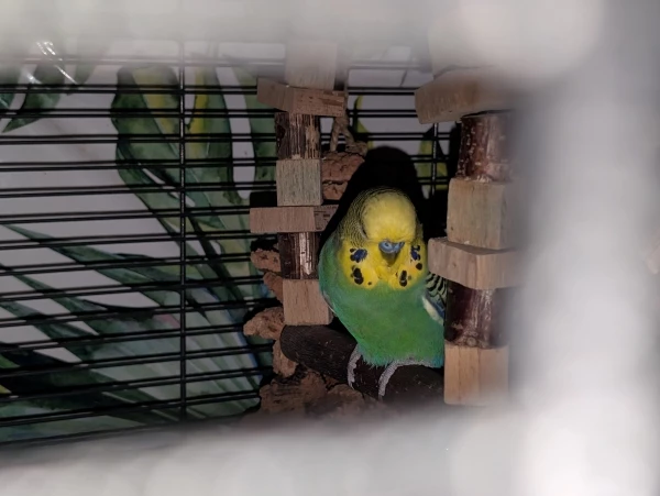 Wellensittich-Bild: Merlin sitzt abends wie alle anderen auch drinnen, damit ich vernünftig lüften kann... ❤️❤️