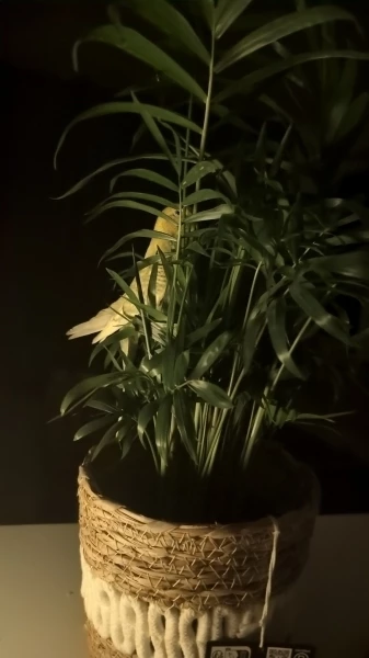 Pippa in der Bergpalme