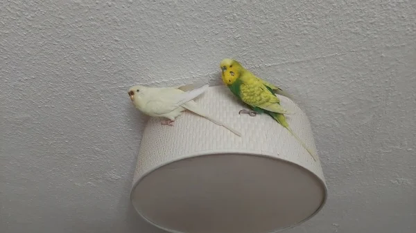 Wellensittich-Bild: Als ich die 2 gesucht habe, habe ich sie an meiner Deckenlampe gefunden.