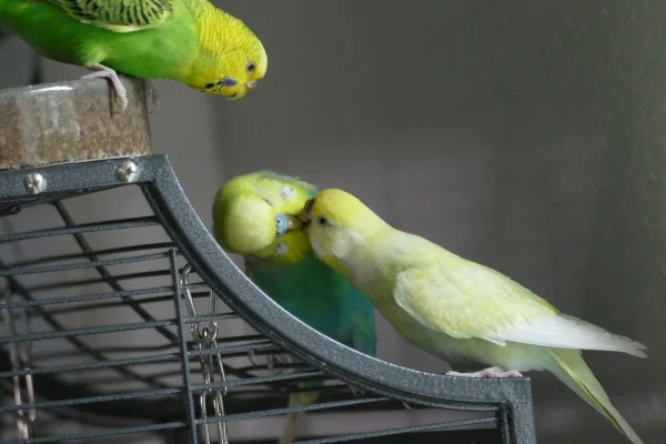 Wellensittich-Bild: Romeo, Finna und Odin sind ein sehr enges Trio. Wobei Finna mit beiden Hähnen zusammen ist? Polly fand das geknutsche wohl interessant und da musste sie mal nachsehen, was da so los ist.