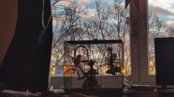 Wellensittich-Bild: Kaja ist seid ich umgezogen der erste Wellis in Quarantäne und sie ist verdammt frech. Seid es ihr besser geht, untersucht sie alles: meinen Schreibtisch, mein Bücherregal und vieles mehr. Ja, sie hat Freiflug, damit ihr nicht langweilig wird und sie meinen Quarantänekäfig auseinander nimmt. Es sind noch knapp 2,5 Wochen. Dann ist endlich die Zusammenführung.