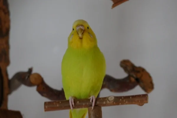 Wellensittich-Bild: Mein kleiner Schatz 