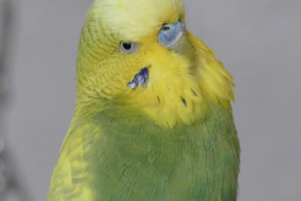 PHPSESSID