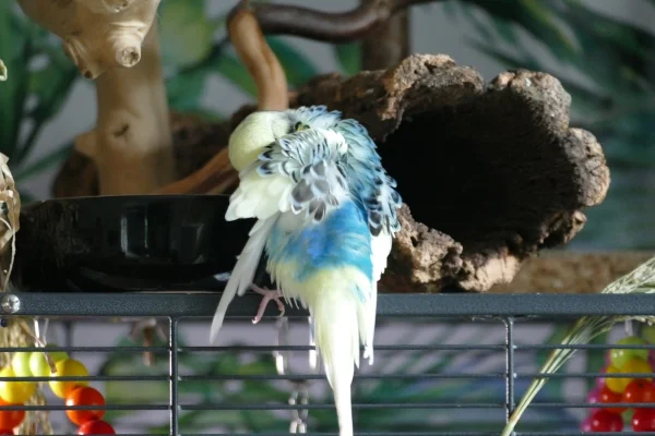 Wellensittich-Bild: Er hat so viele Farben: blau, gelb, weiß, schwarz... Und dann so tolle Wellen.