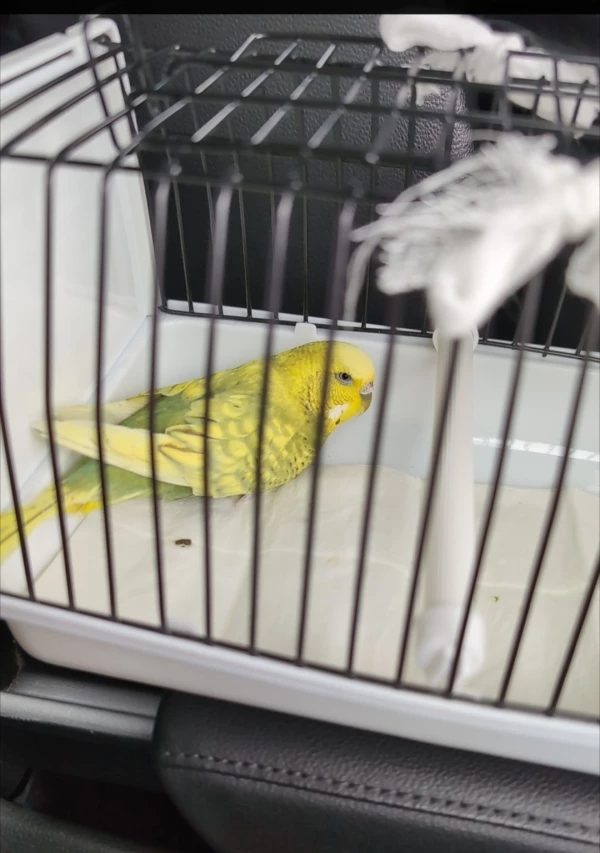 Wellensittich-Bild: Pippa auf den Weg in ein glückliches Leben... 