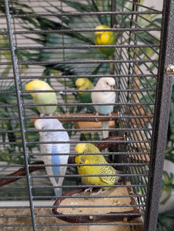 Wellensittich-Bild: Alle ganz artig auf der Stange und warten ab.