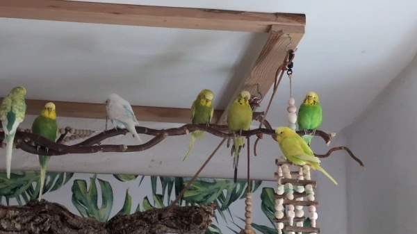 Wellensittich-Bild: Das hier ist das erste Foto wo Pippa bei den anderen ist... Besonders ist, dass sie Flugunfähig ist. Sie hat eine unheilbare Prellung in den Flügeln.