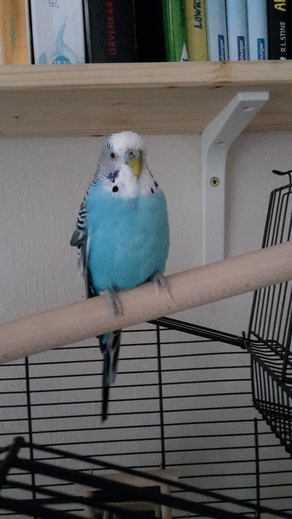 Franky