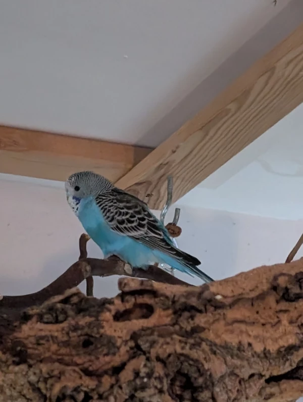 Wellensittich-Bild: Phia alias Speedy spielt wahnsinnig gerne und rupft an Bändern aus Grasband rum. Dabei hängt sie sich da komplett dran.