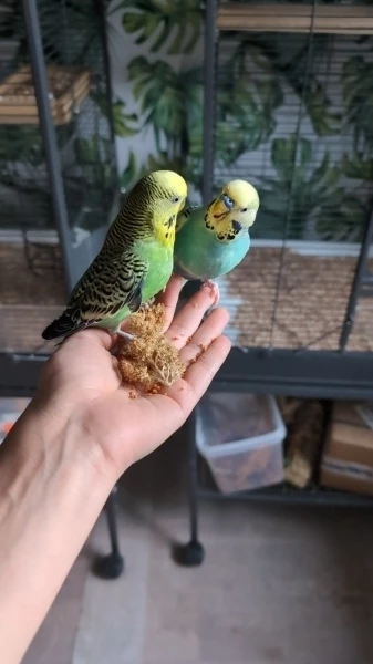 Wellensittich-Bild: Zwei meiner Jungs am streiten, um das beste Stück Hirse ? Von wegen sie kommen nur alleine auf die Hand. 