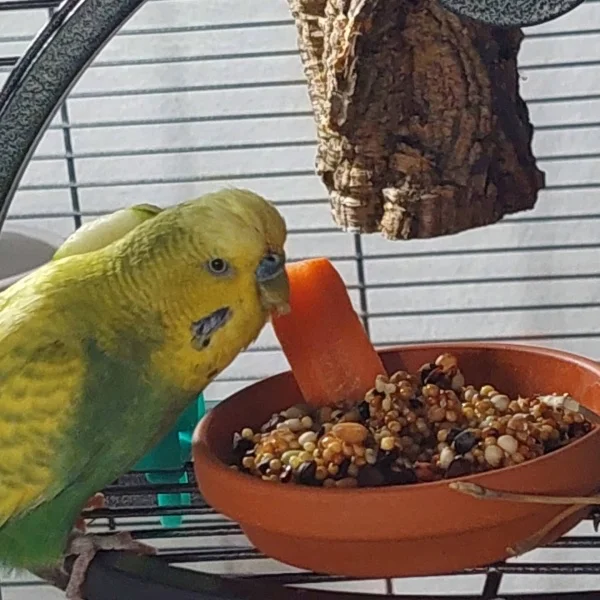 Wellensittich-Bild: Keimfutter und Gemüse gabs zum Frühstück