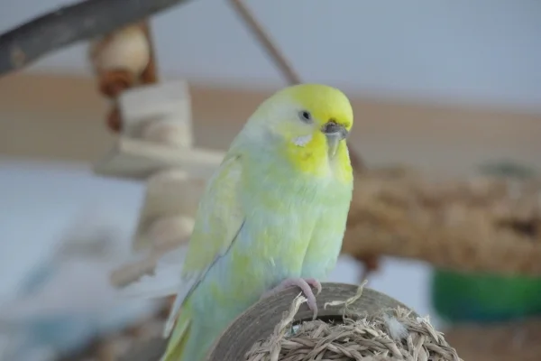 Wellensittich-Bild: Sie ist aktuell mit 2 Männchen zusammen. Sie kann sich einfach nicht entscheiden. 