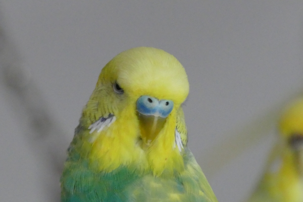 PHPSESSID