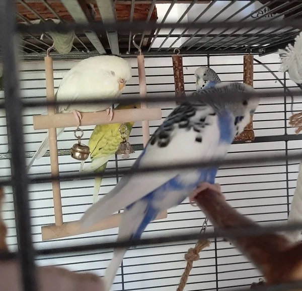 Wellensittich-Bild: Leni, Pepe, Toni und Neo