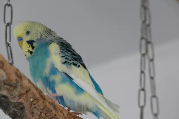 Wellensittich-Bild: Odin hat bei mir im Schwarm die meisten Farben. Gelb, Blau, weiß und Schwarz.