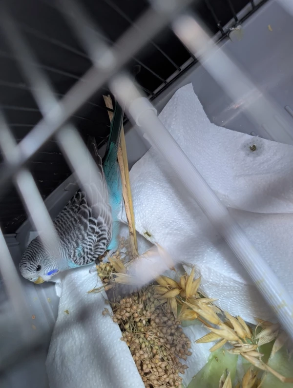 Wellensittich-Bild: Speedy auf dem Weg in ihr neues Glück im großen Schwarm. Zumindest hoffe ich das.
