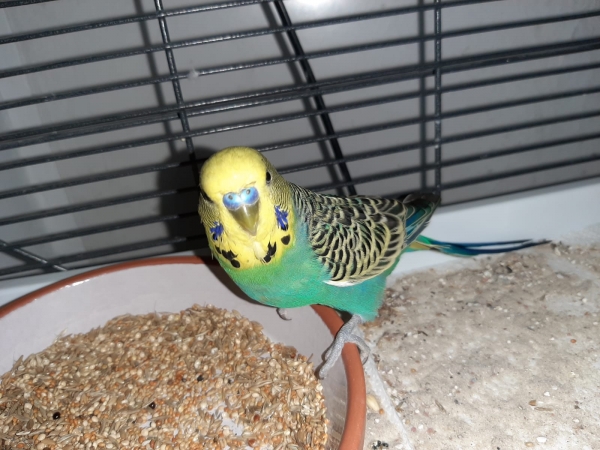 Merlin
