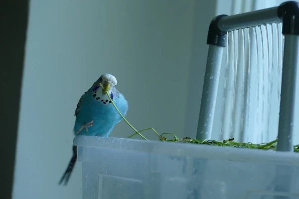 Wellensittich-Bild: Sie hat ihr erstes Bad genossen und dabei ist dieses entzückende Foto entstanden. ❤️