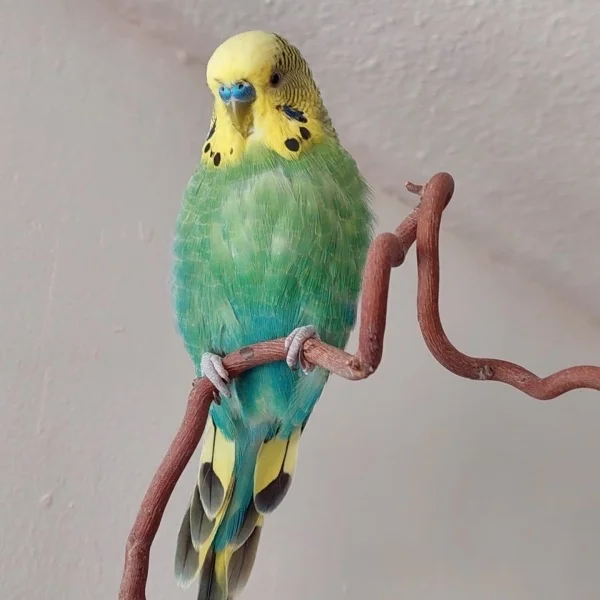 Wellensittich-Bild: Mein kleiner Schatzi im Alltag, soo ruhig..