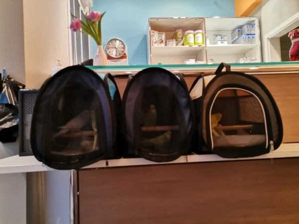Wellensittich-Bild: Das ganze hat ergeben, sie sind alle putz munter! 