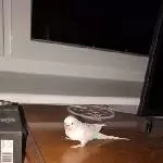 Besuch im Schlafzimmer 