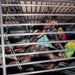 Odin, Pippa und Polly