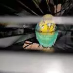 Romeo auf der Schaukel❤️