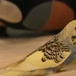 Mini Odin