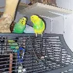 Merlin und Fine