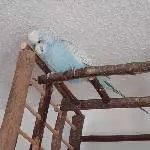 Buddy Profil