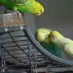 Ein verliebtes Pärchen