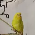 Malou Profil