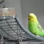 Polly 
