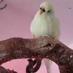 Wie Leni guckt
