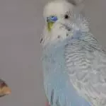 Buddy Booo