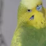 Neo, mein ältester