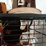 Fledermaus Leni