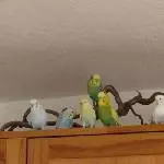Alle 8 auf einen Streich