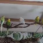 Pippa in der Gruppe unterwegs 