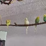 Da waren sie noch zu 4