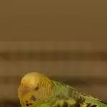 Polly in Qurantäne
