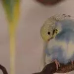 Kleine Schlafmütze