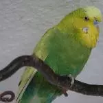 Neo Mein Schatz